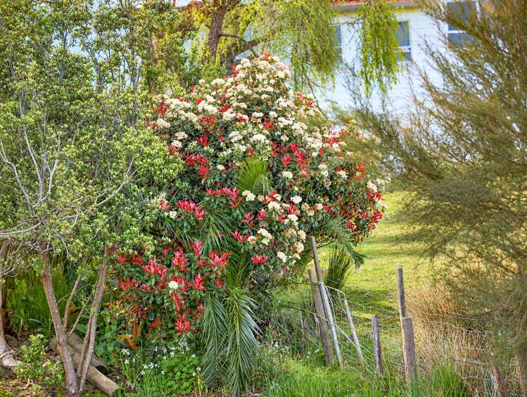 116B Grafton Road Thames_22