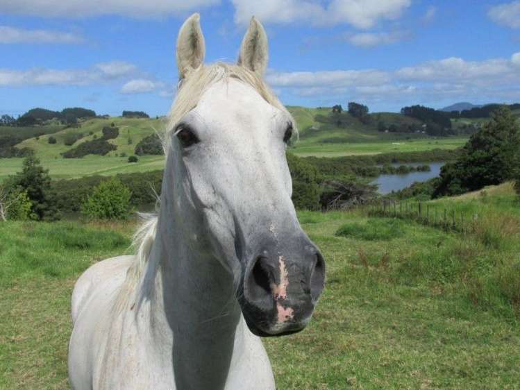 212 Rawene Road Rawene_11