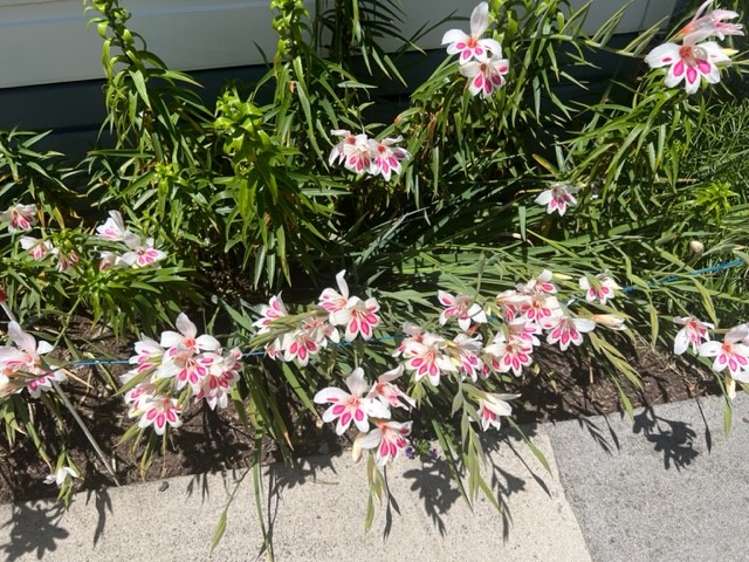 92 Reservoir Street Putaruru_27