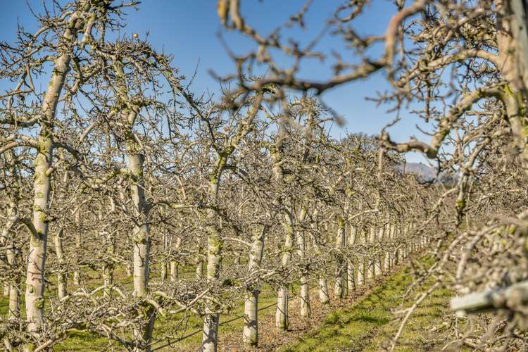 Kiwi Crunch Orchard Portfolio Twyford_6