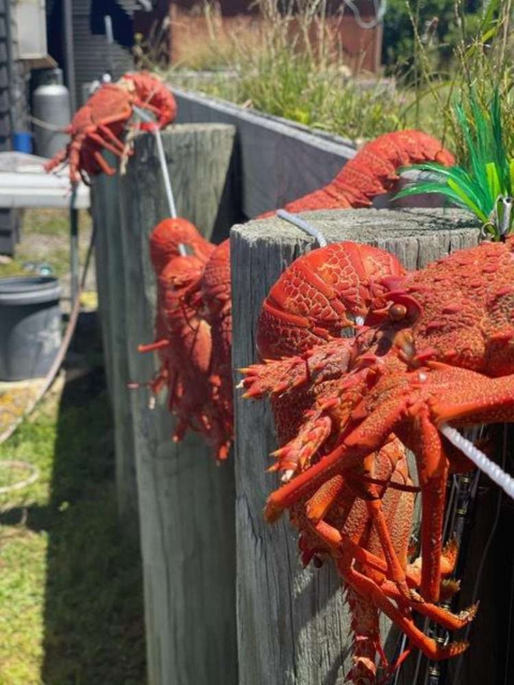 149 Te Awaiti Road Tora_19