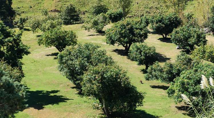 233 Waipapa Block Road Whakamarama_23