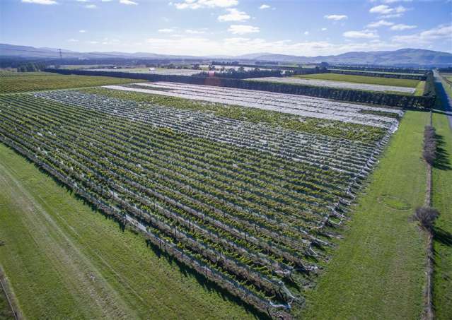 288 Georges Road Amberley_4