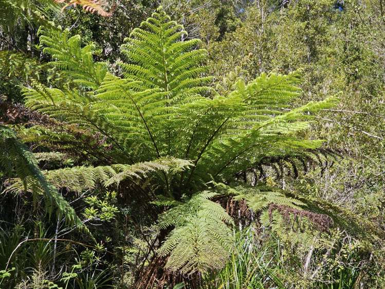 215 Clifton Road Kaiata_19