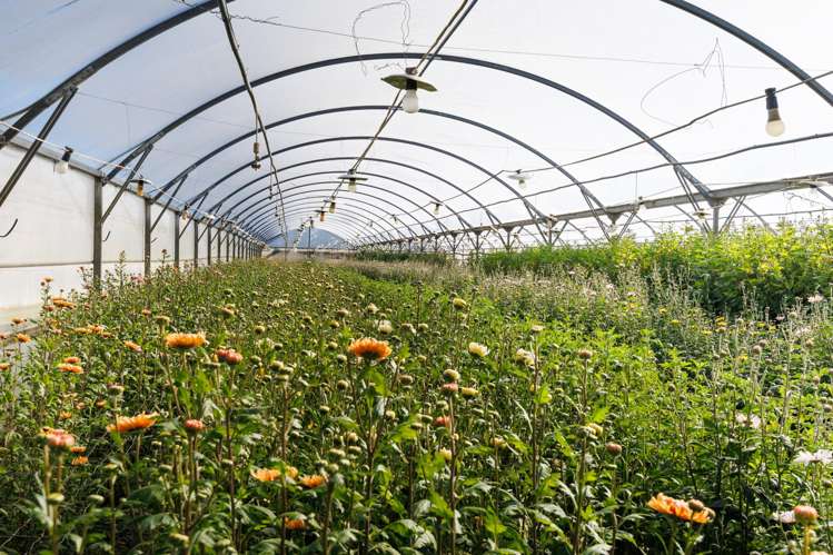 7 Campbell Road Aorangi_20