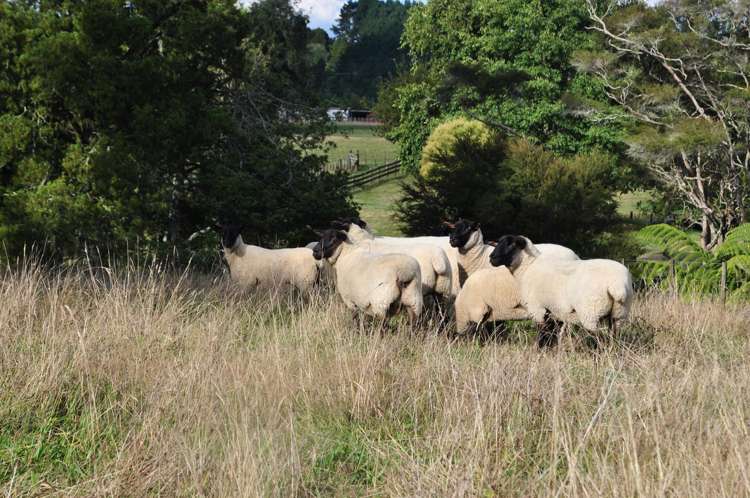 36f Farquharson Road Hunua_24