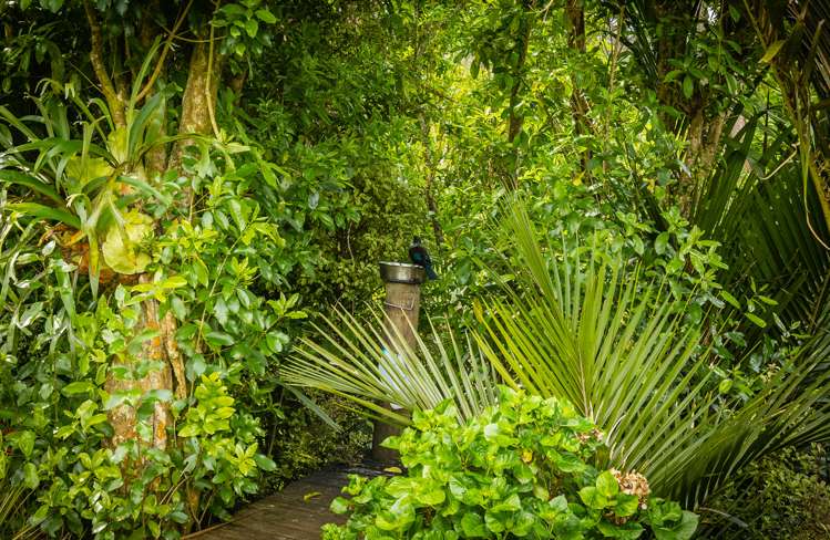 36 Albany Heights Road Albany Heights_20