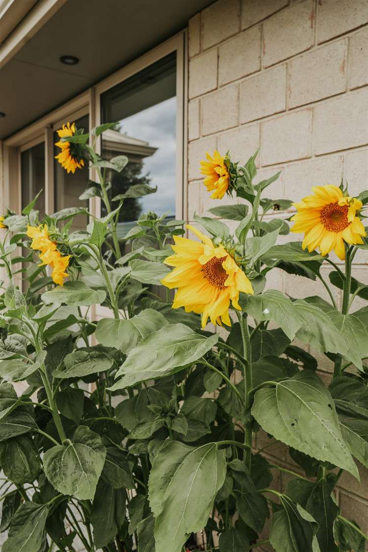 21 Burns Street Milton_36