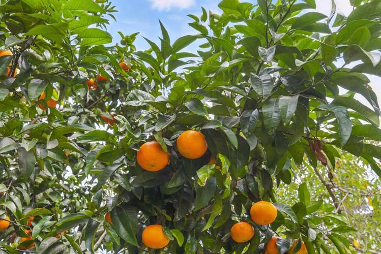 15 Leinster Avenue Raumati South_21