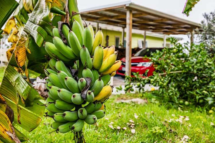 115 Parnell Street Rawene_17