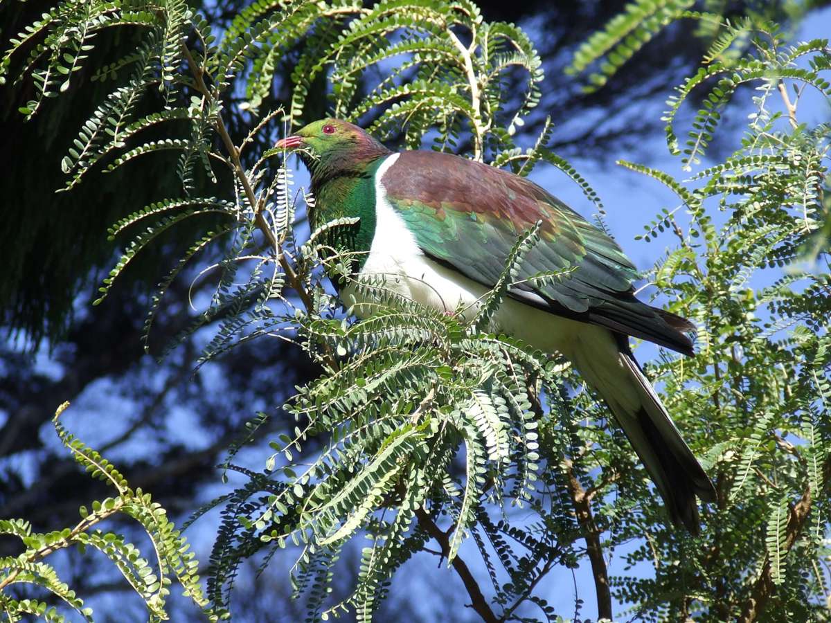 871B Tiki Quarry Road_1