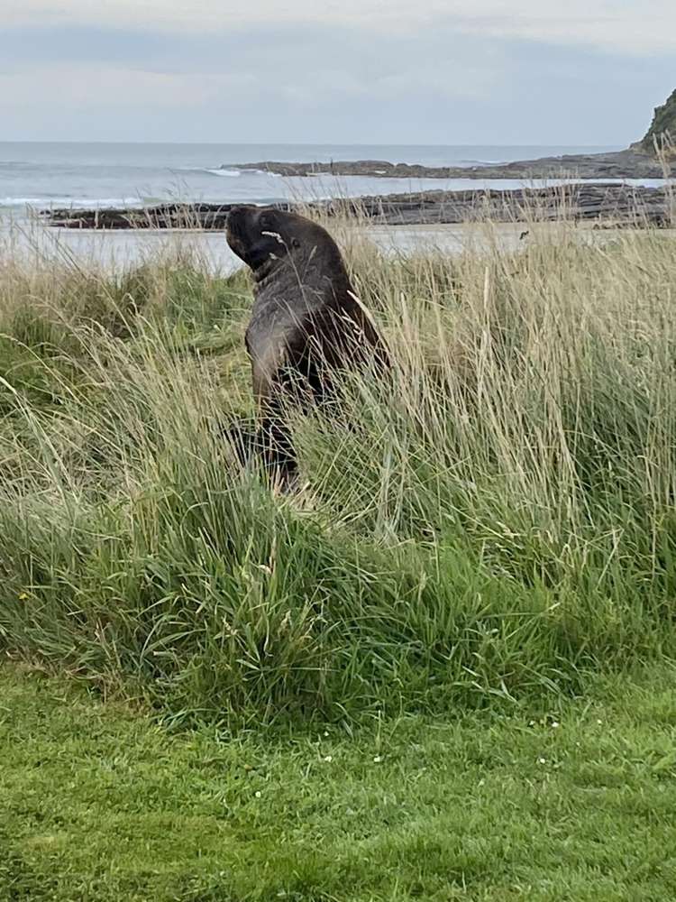 268 Jacks Bay Road Hinahina_23