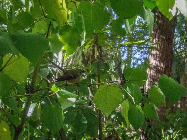 55a Manuka Street Masterton_18