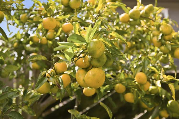 11 Lincoln Terrace Greerton_17