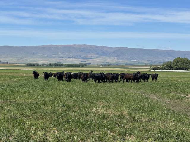 513 Bypass Road Ranfurly_4
