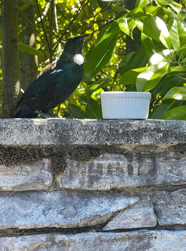 11 Cotter Avenue Arrowtown_8