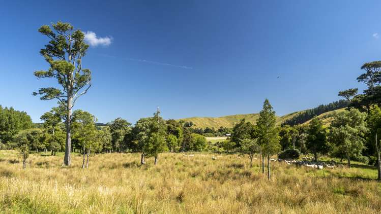 14781 Route 52 Eketahuna_17