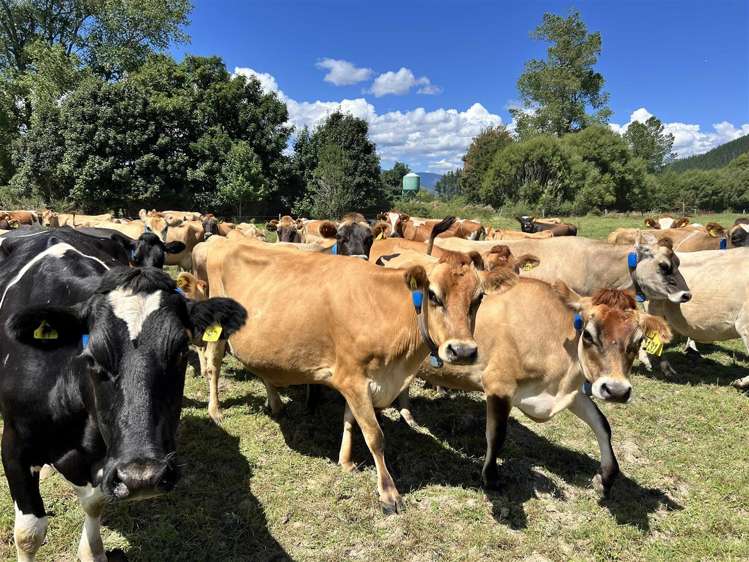 989 State Highway 69 Reefton_23