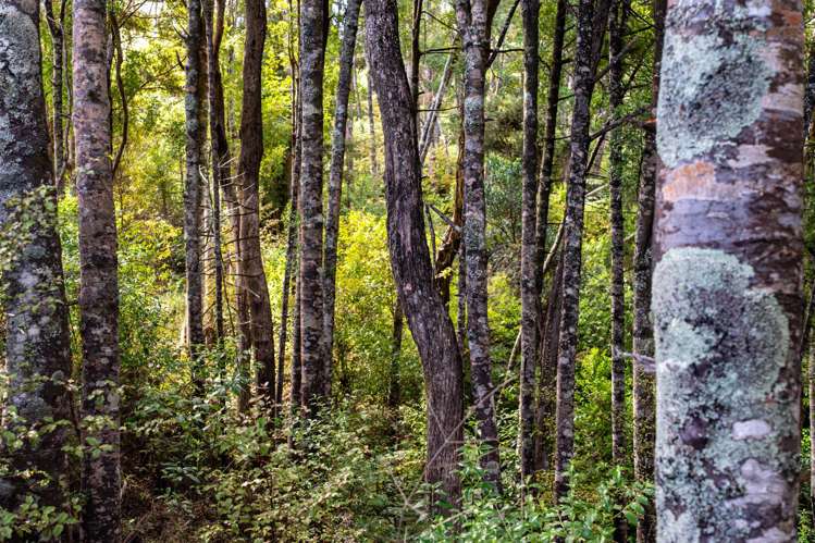 Lot 1 Kapawiti Road Mangawhai_9