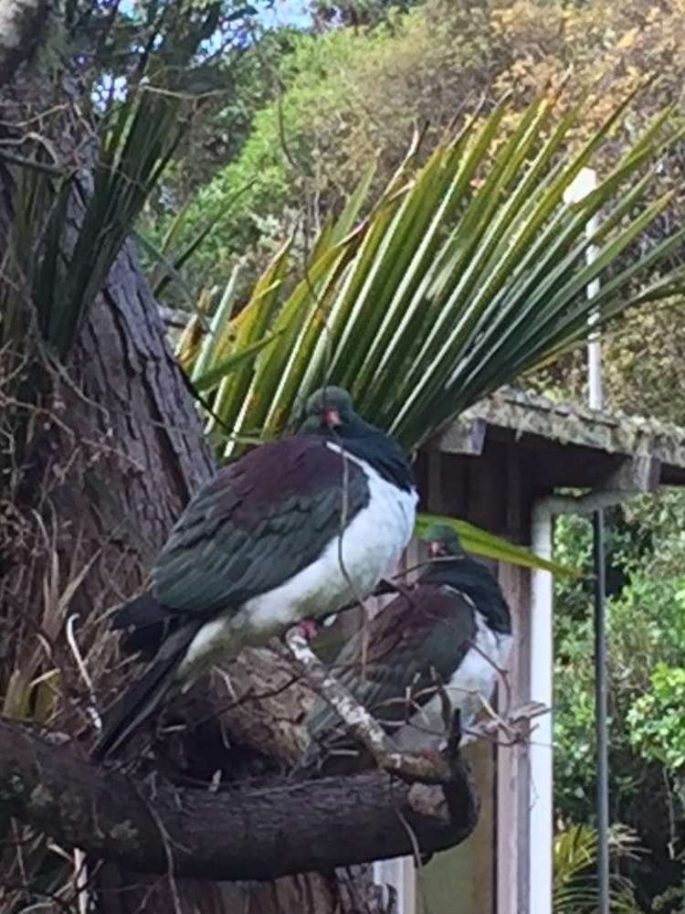 18 Pye Place Hot Water Beach_10