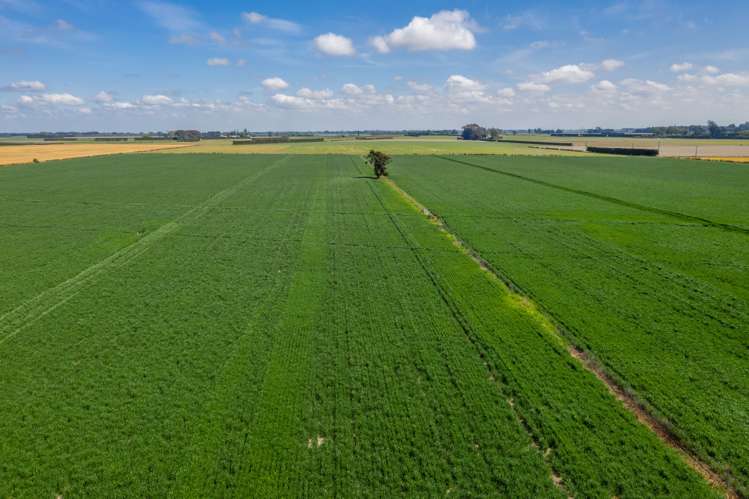 Selwyn Lake Road Leeston_9