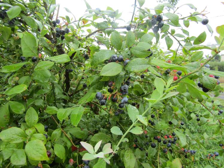 549a Seddon Road Gordonton_21