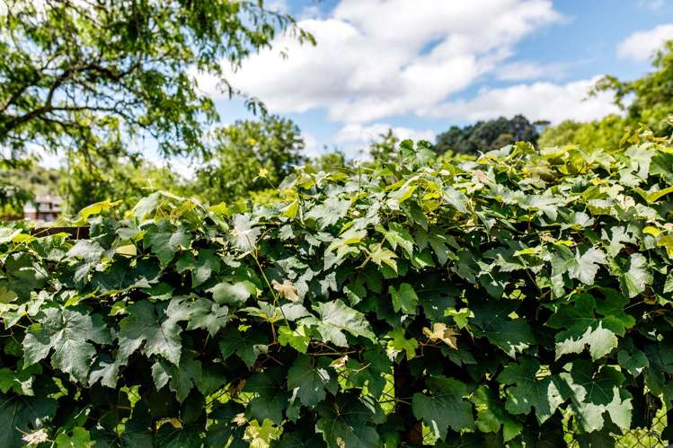 1 Owen Road Kawerau_22