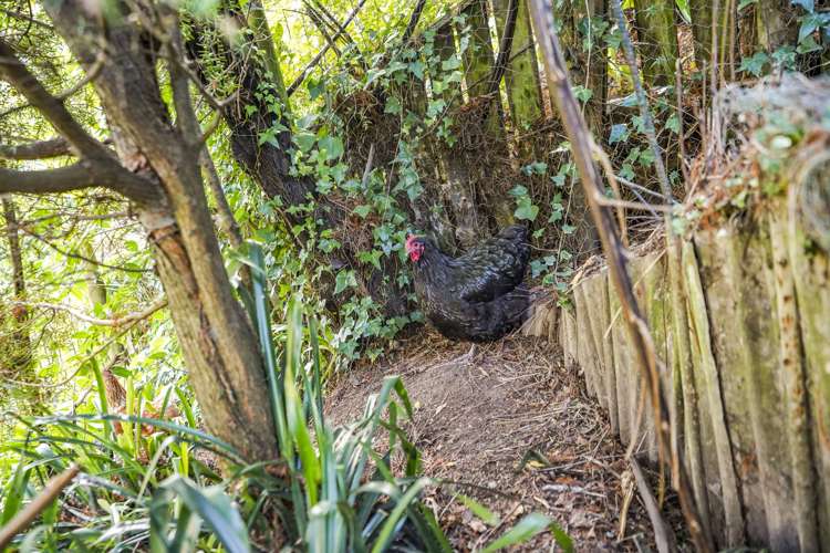 25 Greta Street Glenview_12