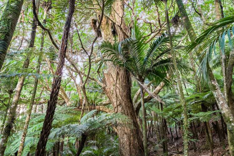 320 Upper Waiwera Road Puhoi_31