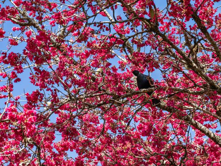 53 Gamman Mill Road Oropi_23