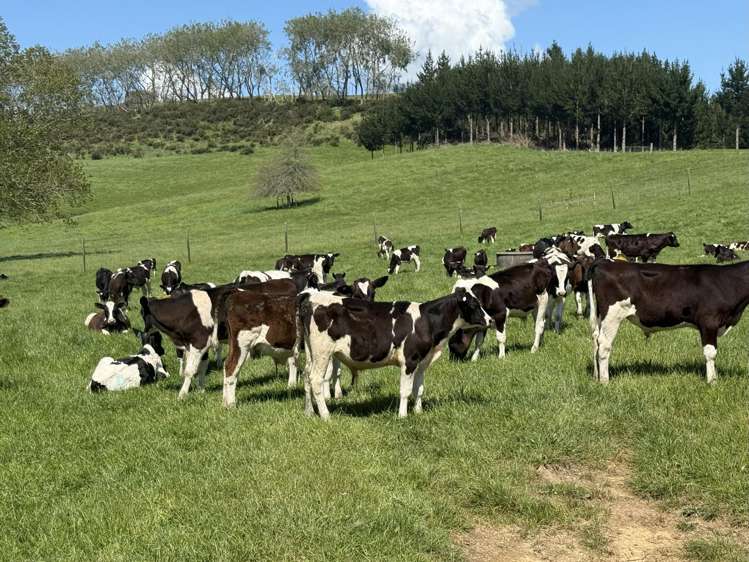 1/1745 Arapuni Road Parawera_1