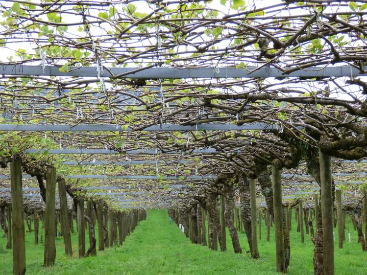 1335a No 3 Road Te Puke_10