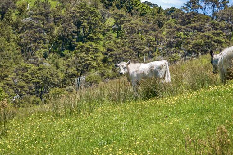 99A Edgerley Road Kaipara Flats_25