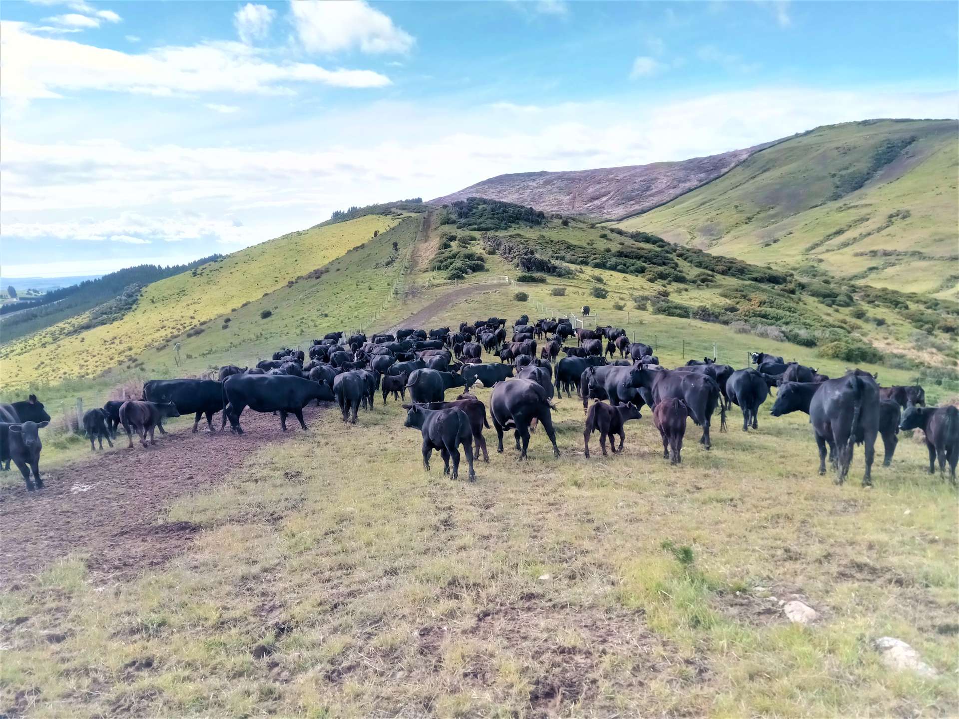 265 Glenfalloch Road Catlins Surrounds_0