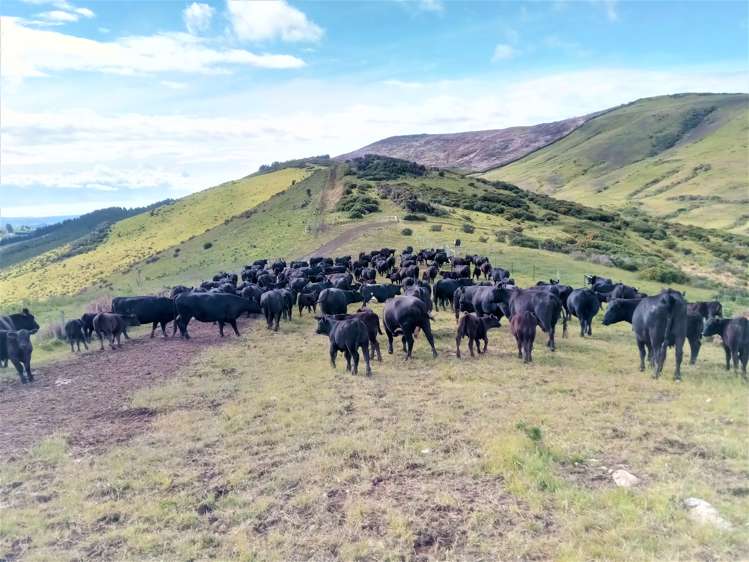 265 Glenfalloch Road Catlins Surrounds_0