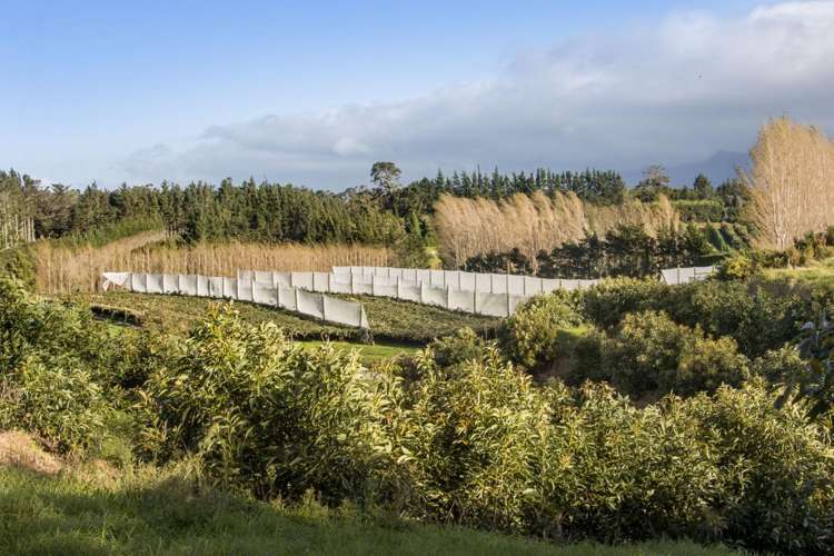 175 Busby Road Katikati_5