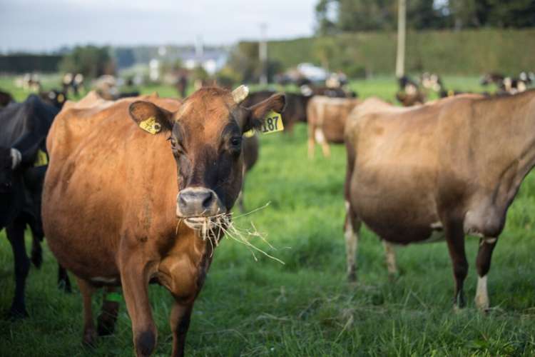 793 Peel Forest Road Mesopotamia_12