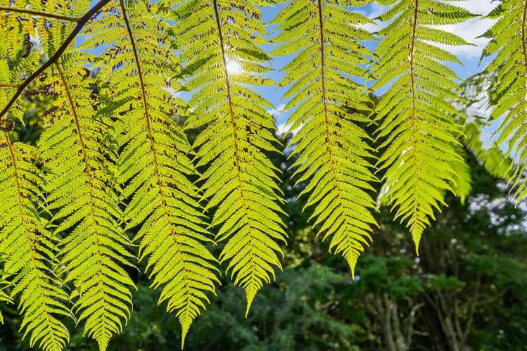 99A Cookson Road Kawakawa_15