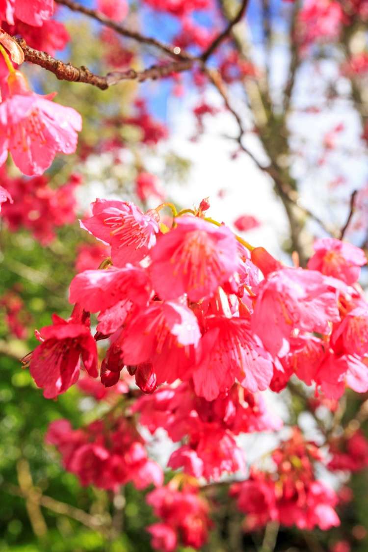 4/49 Salisbury Road Birkdale_15