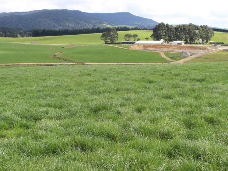 380 Matheson Road Catlins Surrounds_5