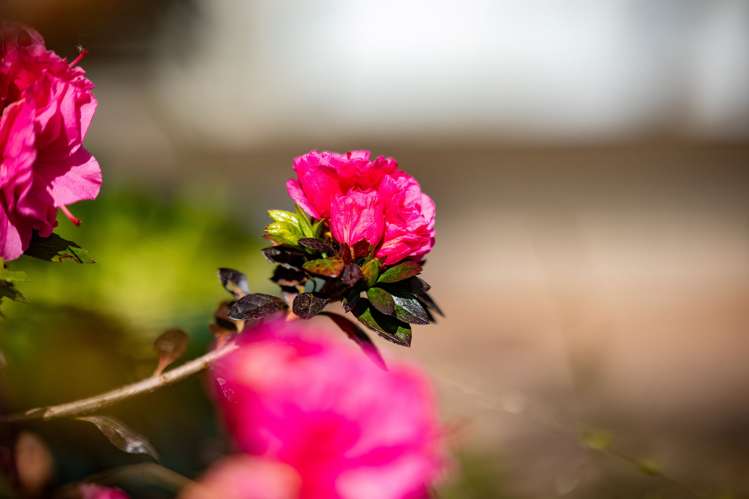 18c Clifton Road Hamilton Central_3