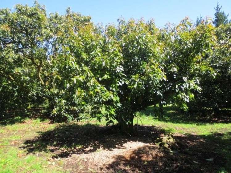 78a Lockington Road Aongatete_5