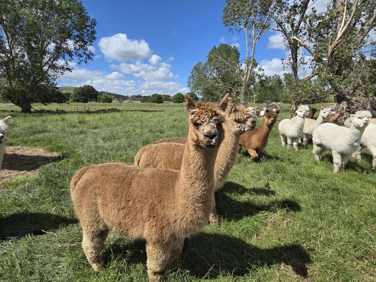 Grindon Street, RD3 Lawrence_9