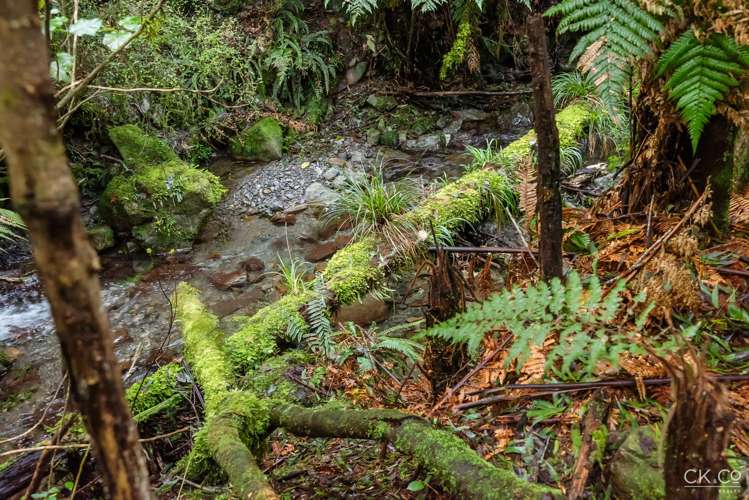 Zero Akatarawa Road Brown Owl_7