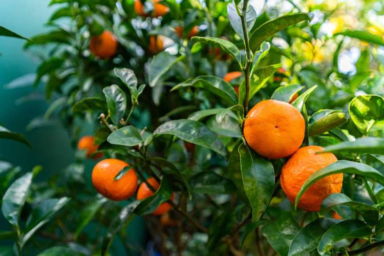 14 Seabreeze Road Mangawhai Heads_28