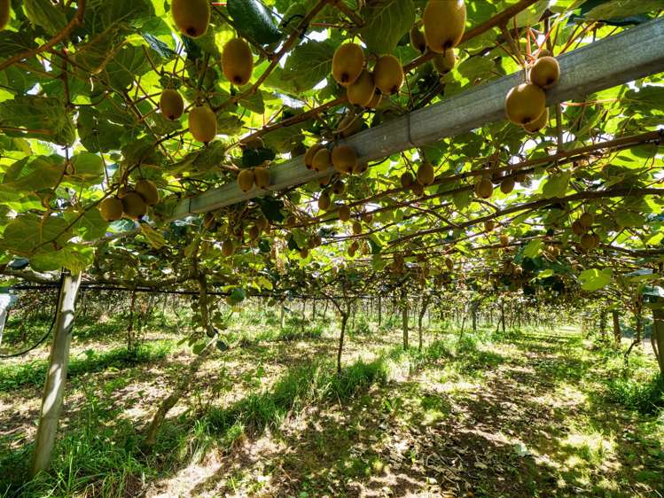 449 Crawford Road Te Puna_14