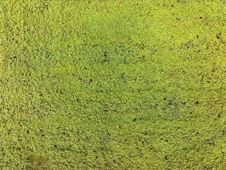 1399A No. 3 Road Te Puke_9