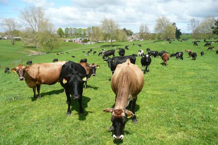 5 Overdale Road Putaruru_7