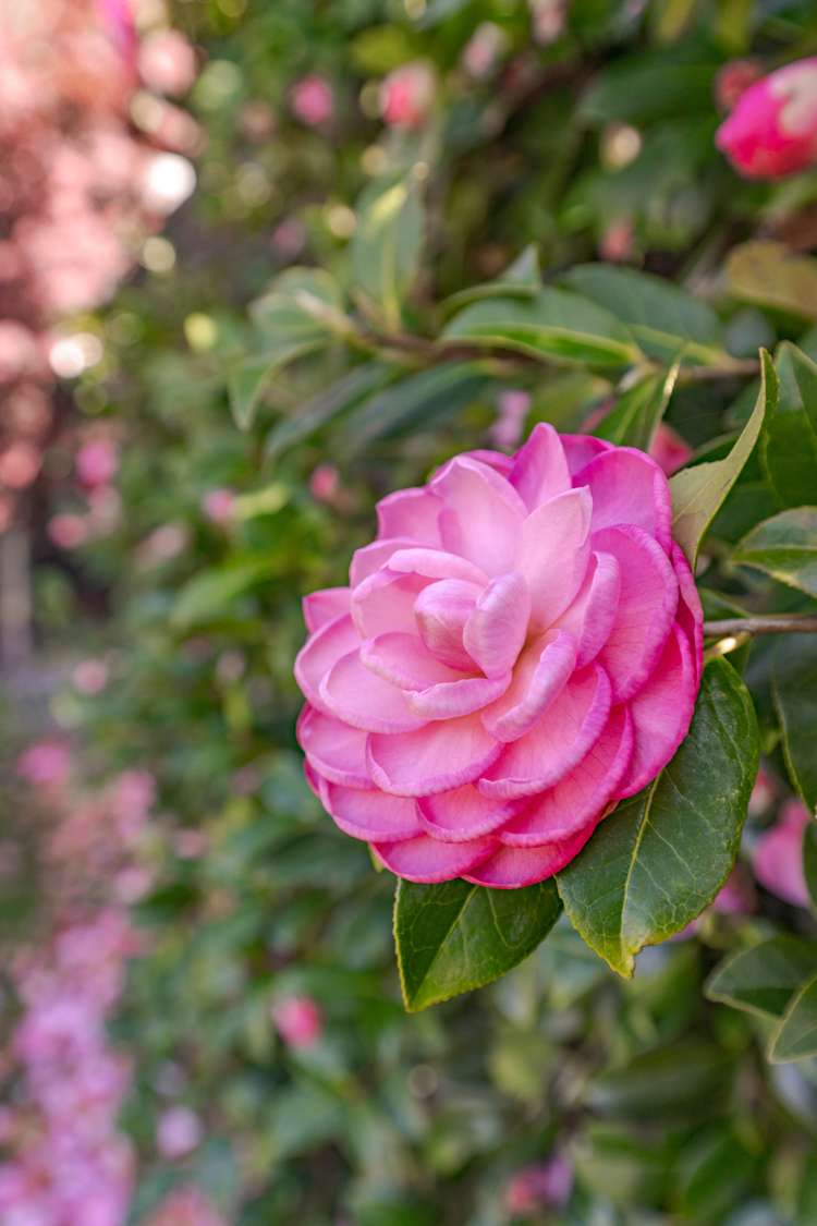 14d Hampstead Lane Prebbleton_28