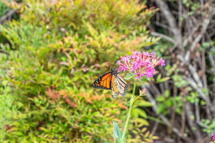 6 Halcyon Place Whau Valley_20